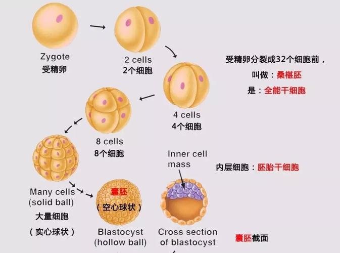 试管多次失败美国代孕_试管双胞胎失败_广州试管代孕